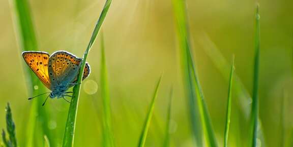 Biodiversité