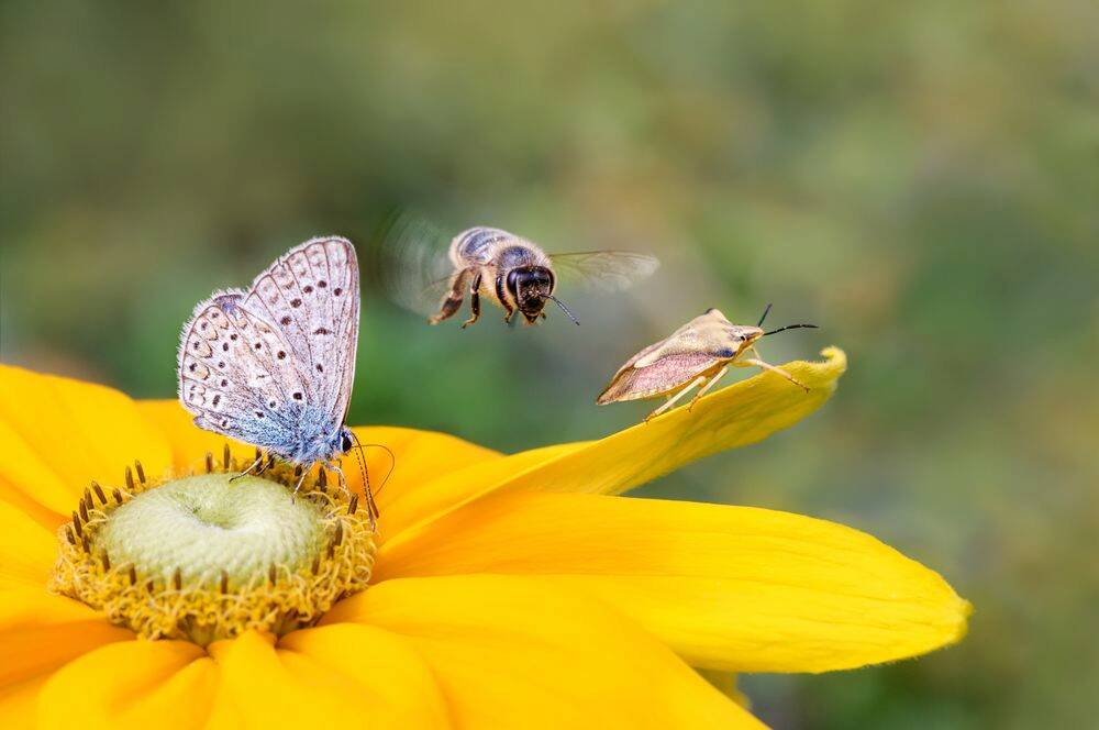 E-learning biodiversité - Bayer